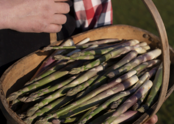 Waitrose announces earliest British Asparagus season