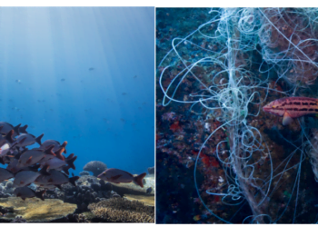 Ingka Investments invests €30m in the Ocean 14 Capital €150m impact fund