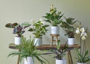 What’s on in Cheltenham: little dobbies set to open this Thursday (27th April)