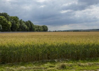 Cereal Partners Worldwide joins efforts to limit global warming to 1.5 °C and committing to achieving net zero emissions by 2050