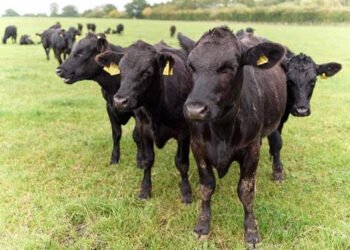 Sainsbury’s launches new beef range with a 25% lower carbon footprint