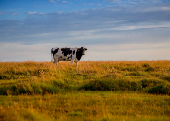 Sainsbury’s invests an additional £6m annually in its dairy farmers, fostering long term support for the industry