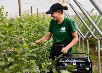Hall Hunter helps drive fruit picker recruitment with extensive offerings