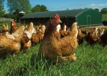 Sainsbury’s launches support group for egg farmers
