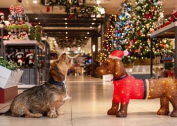 Christmas has arrived in John Lewis shops nationwide with just 91 sleeps until big day