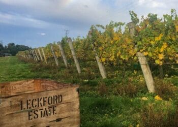 Waitrose vineyard and orchard