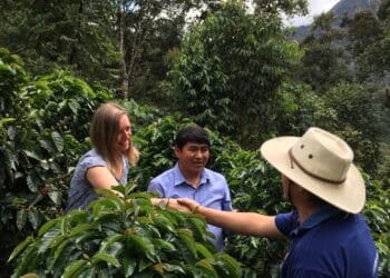 Coffee farmers face deepening crisis despite soaring prices amid ‘perfect storm’ of rising temperatures and supply chain chaos, leading UK supplier warns
