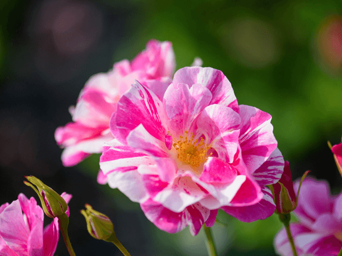 David Austin Roses unveils ‘The King’s Rose’ at RHS Chelsea Flower Show 2025