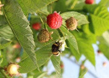British Berry Growers (BBG)