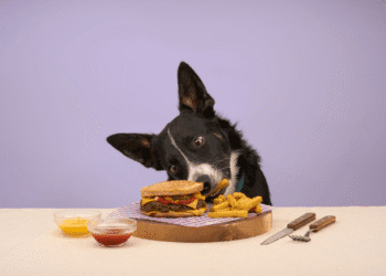 Wild Boar Burger for Dogs