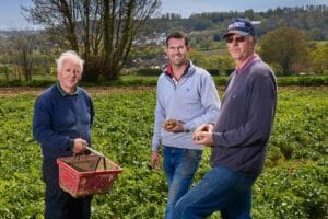 ersey Royal Potatoes