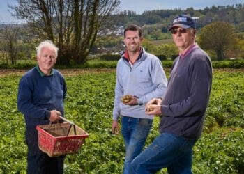 ersey Royal Potatoes