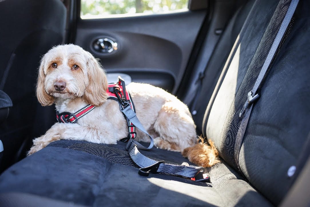 Jollyes Pets issues travel warning ahead of bank holiday and summer staycations