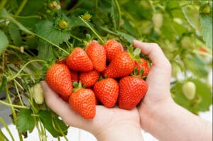 British Berry Growers