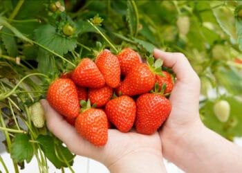 British Berry Growers