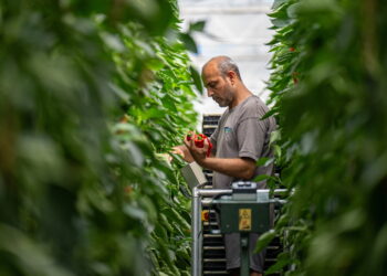 Sainsbury’s to sell British-grown cucumbers through winter for the first time in major UK growing move