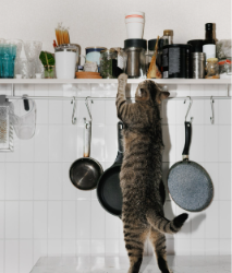 Pets at Home