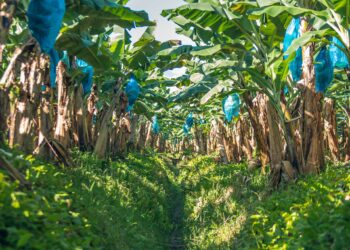 Fyffes