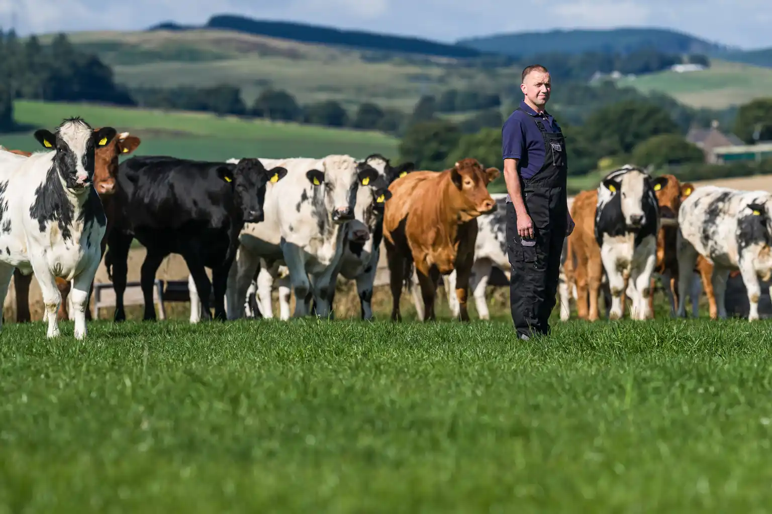 Aldi launches British beef farming scheme to support farmer livelihoods